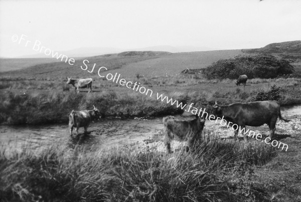 HIGHLAND CATTLE : CATTLE ON THE KINTOUR BARN